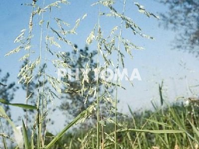 Hierba peluda / Herba peluda