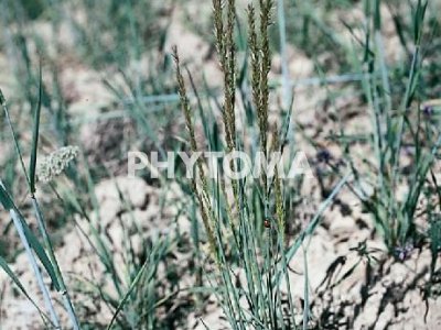 Espiguilla de seda / Triguerilla / Mélica ciliada