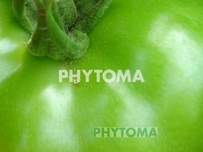 Polilla del tomate
