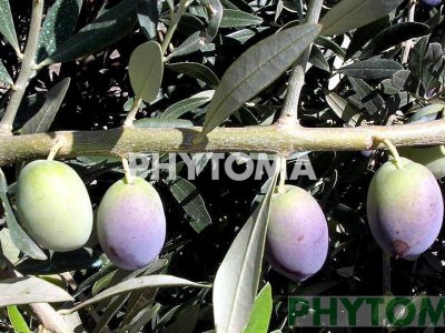 Olivo