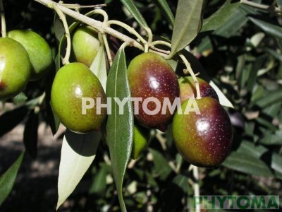Olivo