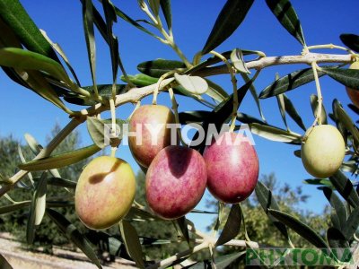 Olivo