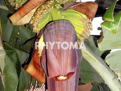 Platanero