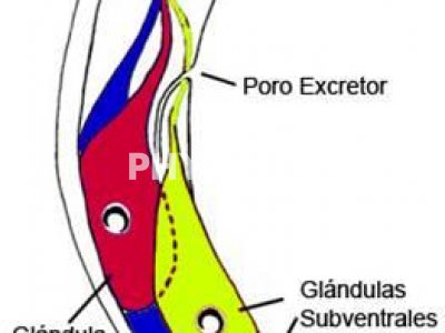 Nematodo endoparásito