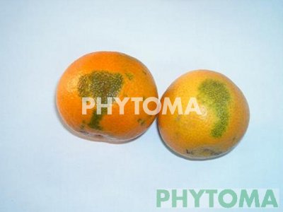Quemado