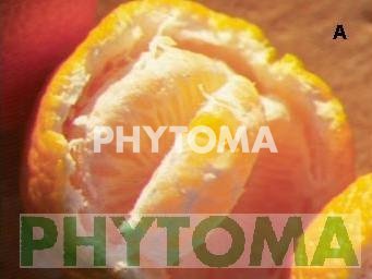 Bufado de la naranja