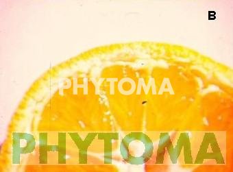 Bufado de la naranja