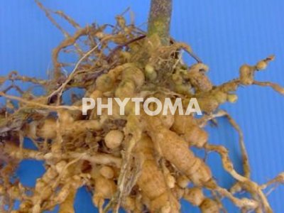 Nematodo agallador