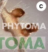Nematodo agallador