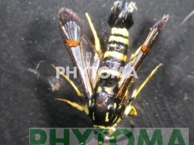 sesia amarillenta, polilla de patas amarillas