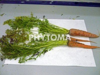 Ca. Liberibacter solanacearum y CtRLV 