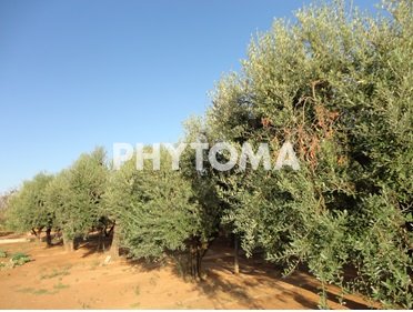 Xylella fastidiosa