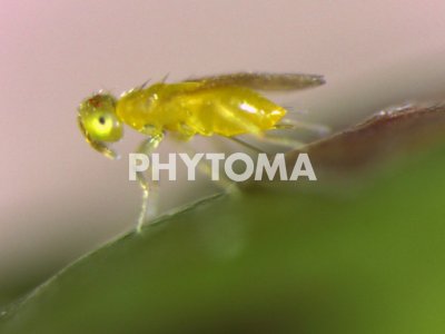 Aonidiella aurantii