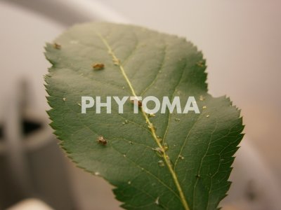 Cacopsylla pyri
